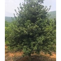 供應(yīng)無刺枸骨