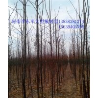 河南里最漂亮 大型楸樹(shù)基地