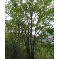 河北承德綠化苗木