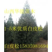1.5米白皮松，2米白皮松，3米白皮松，4米白皮松價格