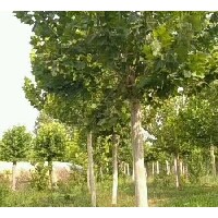 法桐價(jià)格15公分14公分法桐苗木法桐濟(jì)寧價(jià)格苗木法桐二年冠