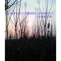 欒樹(shù)@欒樹(shù)苗|欒樹(shù)5、6、7、8、9、10公分