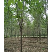 12-15公分白蠟樹 國槐 法桐