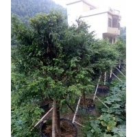 10公分精品紅豆杉假植苗