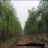 垂柳