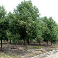 香樟，欒樹(shù)，樸樹(shù)，香泡香櫞，紅果冬青，榔榆，桂花，白玉蘭，枇