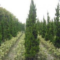 高度50公分龍柏價格10至20公分冠幅工程苗小龍柏價格