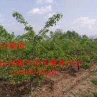供應(yīng)5——20公分山楂樹(shù)