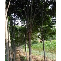 七葉樹，皂角樹，核桃樹，五角松