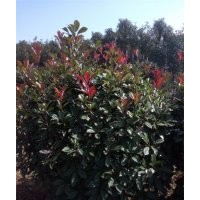 安徽肥西供海桐球、水臘球、紅葉石楠求、紅花繼木球、梔子花