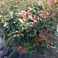 紅葉實(shí)楠