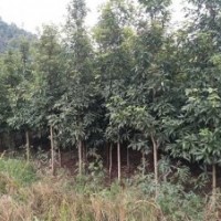 地徑三、四公分的金絲楠木苗子