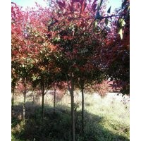 地徑6、7公分的高桿紅葉石楠