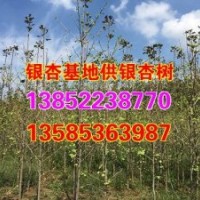 江蘇8公分銀杏樹苗、8公分銀杏樹苗、興隆銀杏(查看)