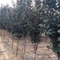 紅葉李