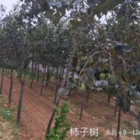 常年出售柿子樹
