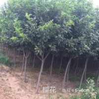 常年出售櫻花