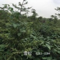 常年出售雪松