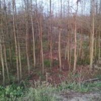 米徑4公分池杉苗，水田移栽苗，根系發(fā)達(dá)，成活率高，基地自產(chǎn)自