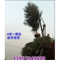 南京悠揚(yáng)苗木，專業(yè)批發(fā)雪松，5米雪松價(jià)格