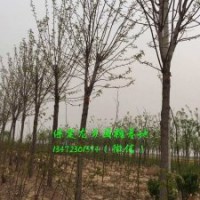 9公分國槐價格，9公分國槐樹