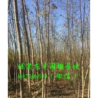 復(fù)葉槭樹苗 復(fù)葉槭小苗 (圖)
