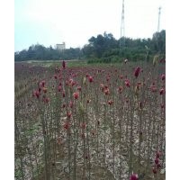 出售紅玉蘭 白玉蘭紫玉蘭