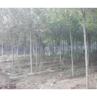 5-8公分白蠟