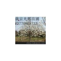 供應(yīng)白玉蘭 南京白玉蘭 白玉蘭批發(fā)價格