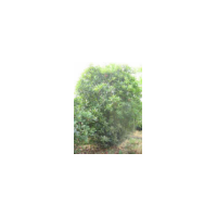 供應(yīng)石楠 南京石楠 石楠批發(fā)價格