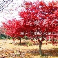 供應(yīng)紅楓 南京紅楓 紅楓批發(fā)價(jià)格 紅楓價(jià)格