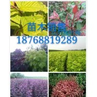 專供核桃苗，蘋果苗，梨樹苗，杏樹苗，桃苗，柿苗