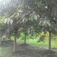 四川崇德園林黃葛樹基地 優(yōu)質(zhì)精品 批發(fā)價出售