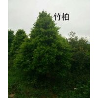 2-16公分木荷、楓香，2-18公分濕地松，竹栢