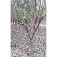 供應(yīng)5至8公分紅葉碧桃，5至8公分雙櫻，3至5公分矮桿黃金槐