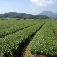 小葉苦丁茶苗出售