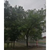 國槐