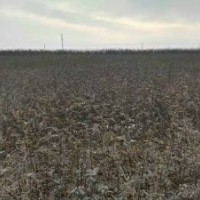 速生楊樹苗花椒苗桃樹苗泡桐冬青苗大葉女貞大量供應(yīng)