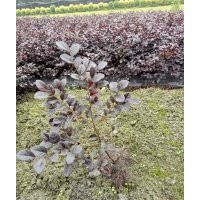 供應(yīng)紅葉石楠，金森女貞，金葉女貞