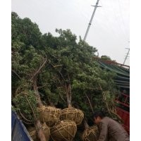 一批出土30公分開量10公分垃圾羅漢松，15公分垃圾羅漢松樹
