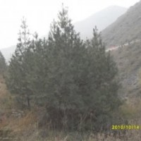 大量出售各種規(guī)格的白皮松，油松，茶條槭