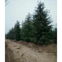 供應(yīng)雪松玉蘭紅葉石楠馬褂木櫸樹樸樹等綠化苗木
