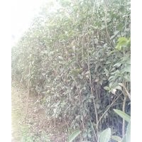 大量出售5年桂花樹,八月桂跟四季桂