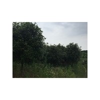 低價供應獨桿紅葉石楠、二喬玉蘭、各規(guī)格香樟、截桿馬褂木