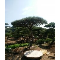 低價供應(yīng)優(yōu)質(zhì)造型油松！造型黑松！平頂松！