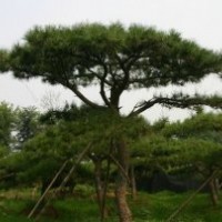 苗木種植