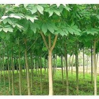 利元苗木大量出售浙江馬褂木聯(lián)系電話：15263086222