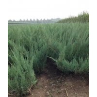 供應(yīng)水蠟小苗、水蠟球、紅瑞木、沙地柏