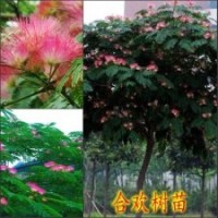 供應(yīng)合歡、皂角、枸杞樹(shù)苗