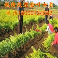 熱銷基地 金葉女貞苗 灌木金森女貞 金葉女貞球規(guī)格齊全量大從優(yōu)